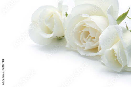 Obraz w ramie roses blanches