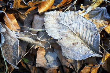 Wall Mural - winter leaf