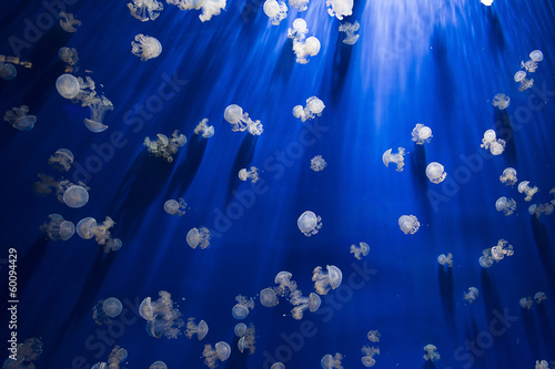 Board z aluminiowym obramowaniem Jellyfishes in blue