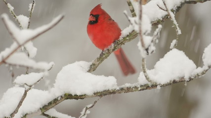 Sticker - Northern cardinal