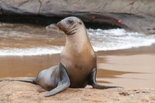 Galapagos Sea Lion Alert On Beach