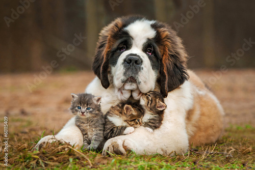 Naklejka ścienna Saint bernard puppy with three little kittens