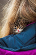 Little tabby kitten sitting on the shoulder