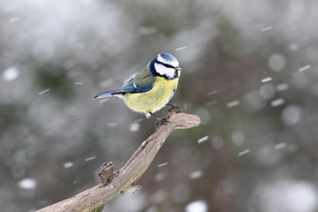 Wall Mural - blue tit, parus caeruleus