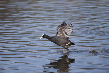 Wall Mural - coot, fulica atra