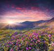 © Andrew Mayovskyy - Magic pink rhododendron flowers in the summer mountain.