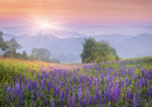 Lupine Flowers In Dew On The Meadow In The Mountains Of The Cool