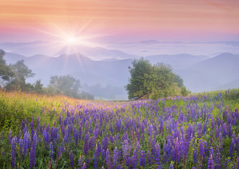 Wall Mural - Lupine flowers in dew on the meadow in the mountains of the cool