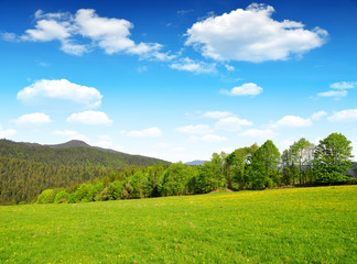 Wall Mural - Spring landscape in Bavarian Forest National Park - Germany