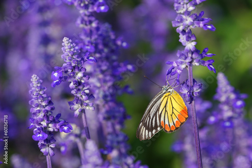 Plakat na papierze fotorealistycznym Motyl monarcha na lawendy w ogrodzie
