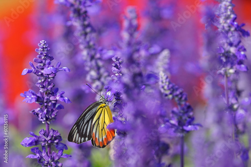 Fotoboard na płycie Motyl monarcha na lawendy w ogrodzie