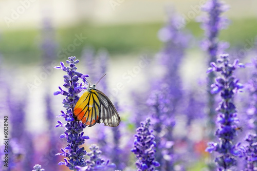 Plakat na papierze fotorealistycznym Motyl monarcha na lawendy w ogrodzie