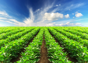 Poster - Rows on the field. Agricultural landscape