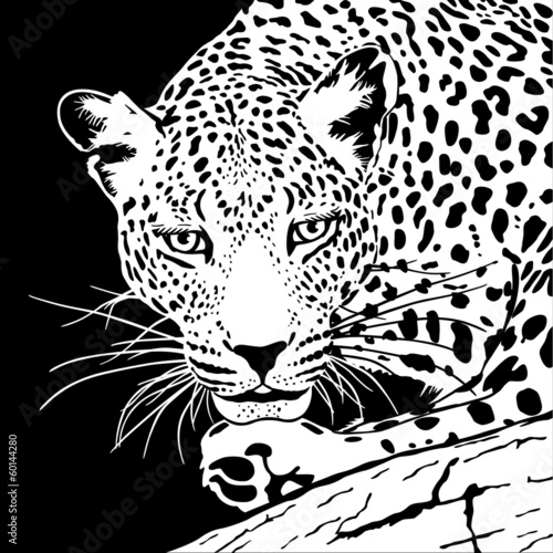 Naklejka ścienna leopard