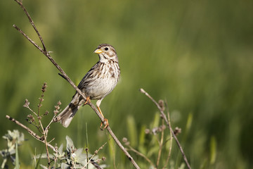 Poster - Corn bunting, Emberiza calandra,