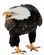 Close up Portrait of a Bald eagle with an open beak .