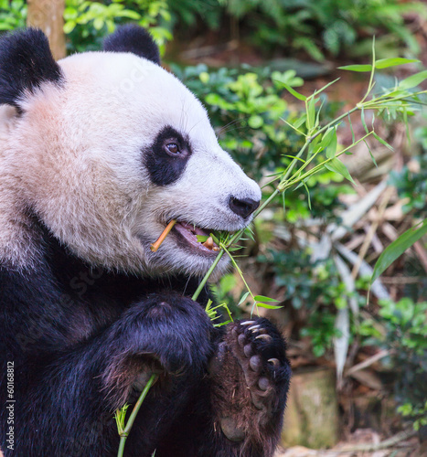 Board z aluminiowym obramowaniem Głodna panda