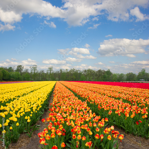 Plakat na papierze fotorealistycznym Holenderski żółty i pomarańczowy tulipan pola w słoneczny dzień