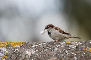 Wall Mural - House sparrow, Passer domesticus