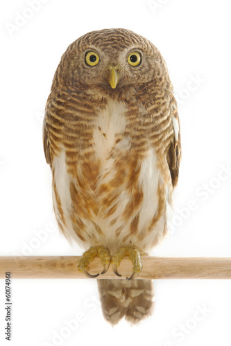 Naklejka samoprzylepna Azjatycki owlet z kratkami