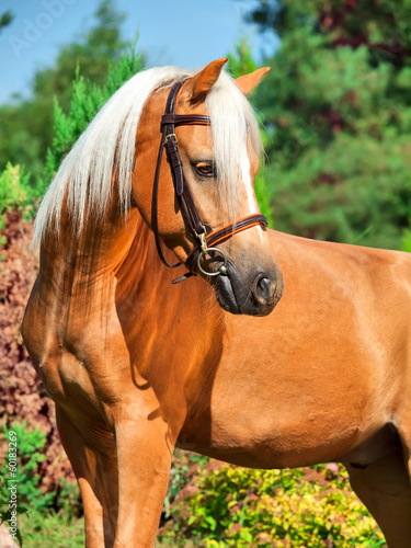 Tapeta ścienna na wymiar portrait of wonderful palomino welsh pony