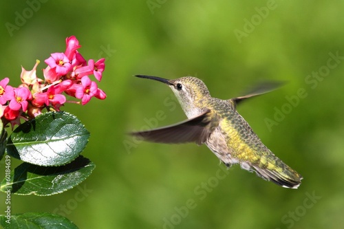 Naklejka samoprzylepna Annas hummingbird (calypte anna)