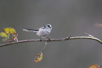 Sticker - Long-tailed tit, Aegithalos caudatus