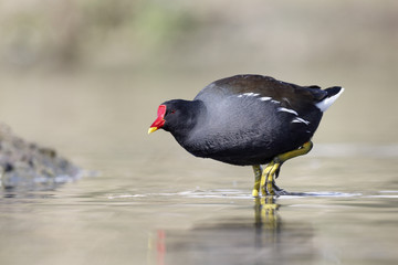 Wall Mural - moorhen, gallinula chloropus