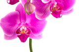 Fototapeta Storczyk - Moth Orchid