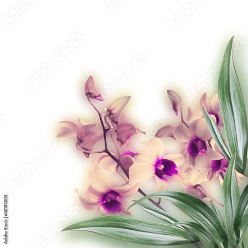 Naklejka dekoracyjna Floral background of tropical orchids