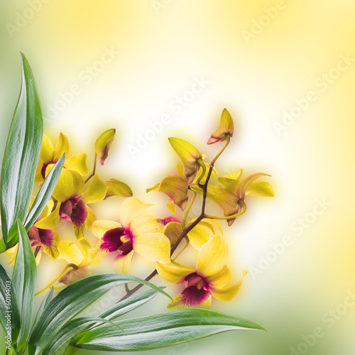 Naklejka na szybę Floral background of tropical orchids