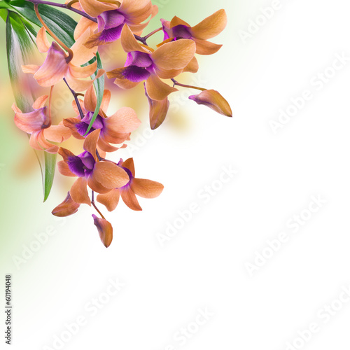 Naklejka dekoracyjna Floral background of tropical orchids