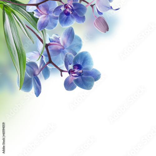 Naklejka dekoracyjna Floral background of tropical orchids