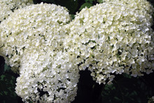 Bush Blooming White Hydrangea