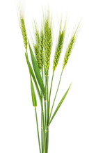 Green Wheat Isolated