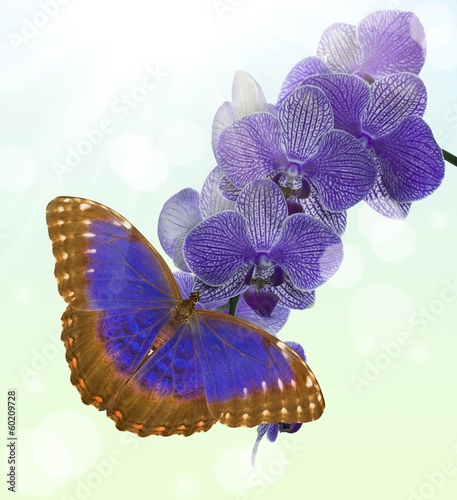 Board z aluminiowym obramowaniem Ciemny niebieski motyl i orchidea kwiat na jasnym tle
