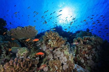 Wall Mural - Colorful fish in the tropical reef of the red sea