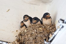 Young Barn Swallow In Nest