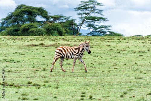 Board z aluminiowym obramowaniem Zebra