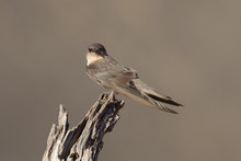 Swallow Sand Martin (Riparia Riparia)