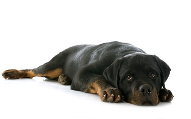 Canvas Print - puppy rottweiler