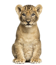 Lion Cub Sitting, Looking At The Camera, 7 Weeks Old, Isolated