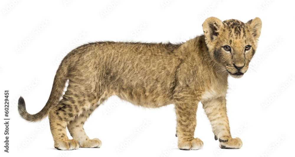 Lion Cub Standing Lion Cub Standing
