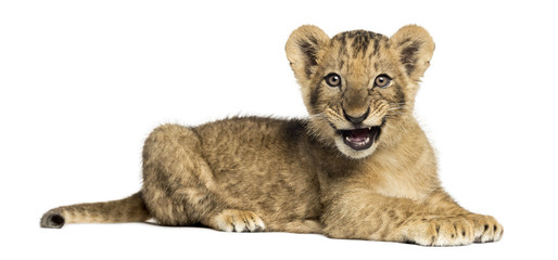 Wall Mural - Side view of a Lion cub lying, roaring, 10 weeks old, isolated