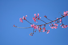 Wild Himarayan Cherry On Blue Sky Background