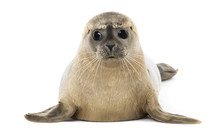 Common Seal Lying, Facing, Phoca Vitulina, 8 Months Old