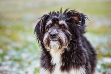 fluffy mixed breed dog portrait