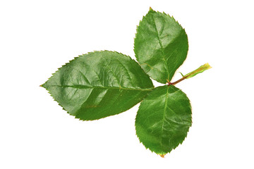 Fototapete - Rose Leaves