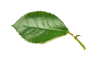 Wall Mural - rose leaves