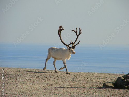 Naklejka samoprzylepna Renifer